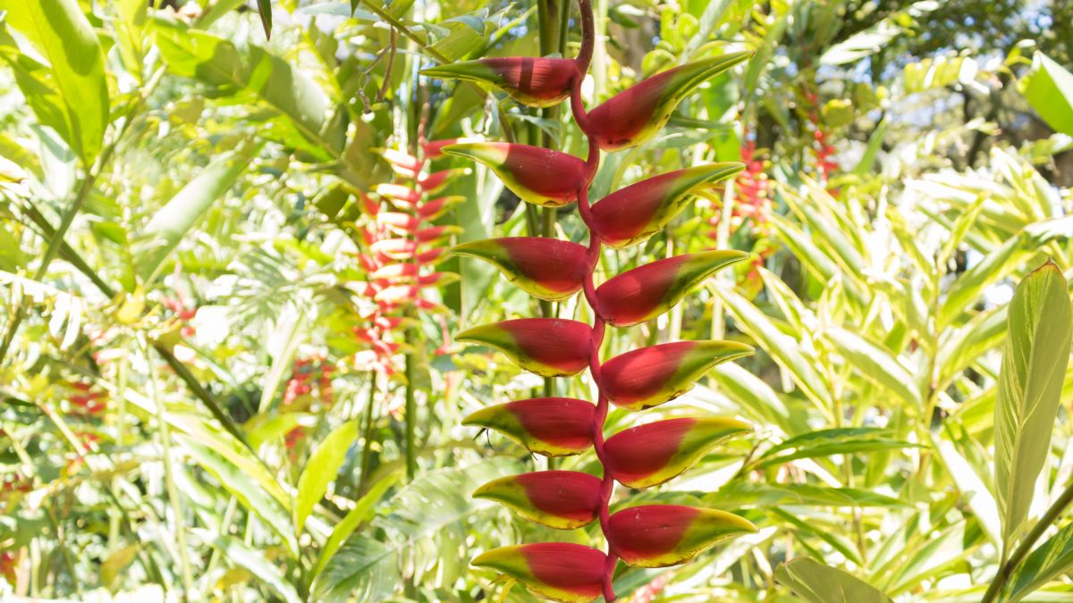 heliconia bihai.jpg